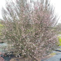 leptospermum rosa planta 2R